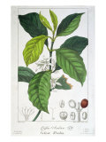 Coffea Arabica