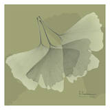 Color Me Ginko Green II