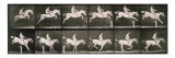 Man and horse jumping a fence  plate 643 from 'Animal Locomotion'  1887