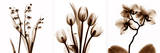 Sepia Floral II