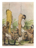 Mandan Indian Initiation Ceremony  1871