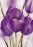 Purple Blossom II