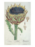 Artichoke  from 'Herbarium Blackwellianum'  1757