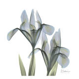 Japanese Iris II