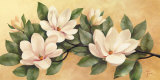 Magnolia