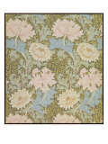Chrysanthemum' Wallpaper  1876
