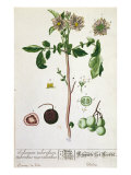 Potato Plant and Fruit  Plate from 'Herbarium Blackwellianum'  Published 1757 in Nuremberg  Germany