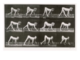 Handicapped Boy Crawling  plate 539 from 'Animal Locomotion'  1887