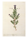 French Lavender  Plate 241 from 'A Curious Herbal'  published 1782
