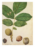 Walnut  c1568