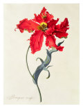 Tulip: Perroquet Rouge