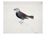 Malacca Crossbeak