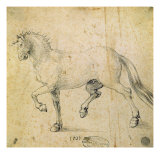 Horse  1503