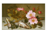 Still Life Depicting Flowers  Shells and a Dragonfly