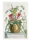 Cereus Minimus  c1745