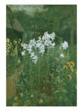 Madonna Lilies in a Garden