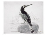 Black and White Kingfisher