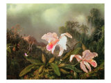 Jungle Orchids and Hummingbirds  1872