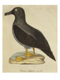 Sooty Albatross