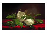 Magnolia