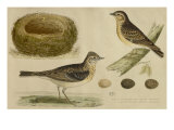 Skylark and Treelark
