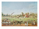 Cotton Plantation on the Mississippi  1883