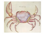 Land Crab