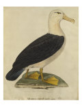 Albatross with Black Eyebrows