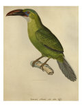 Toucan