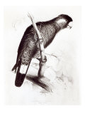 Calyptorhynchus Baudinii  or Baudin's Cockatoo  1832