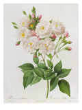 Rosa Noisettiana