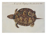 Common Box Tortoise