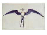Frigate Bird