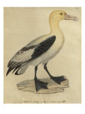 Albatross with a Short Tail
