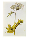 Angelica  from 'La Guirlande de Julie'  c1642