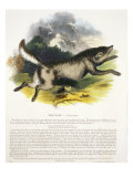 The Wolf