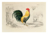 Domestic Cock  Illustration from 'Dictionnaire Universel D'Histoire Naturelle' by Charles D'Orbigny