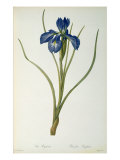 Iris Xyphioides  from `Les Liliacees'  1808