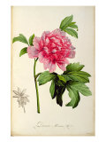 Paeonia Moutan