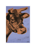 Cow  c1971 (Purple and Orange)
