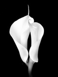 Two White Calla Lilies