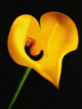 A Yellow Lily with an Arrow as the Stigma