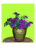 Petunia in Pot