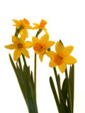 Spring Flowers