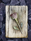 Frosted Rose on Weathered Piece of Timber