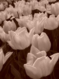 Field of Tulips in Holland  Keukenhof  Holland  Sepia