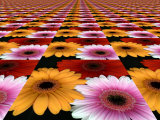 Gerbera Flowers Multiplied in Tiles