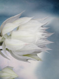 Still Life of a Flower