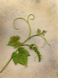 Spring Grape Leaf