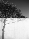 Tree Trunk Shadow on a Wall